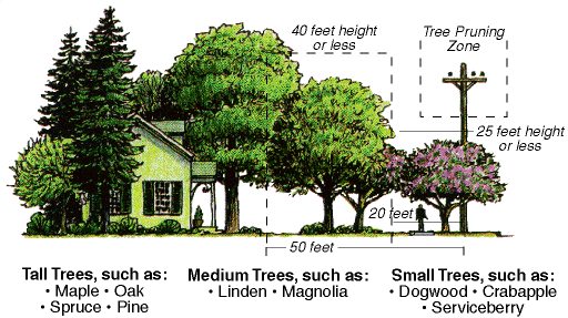 landscape design trees