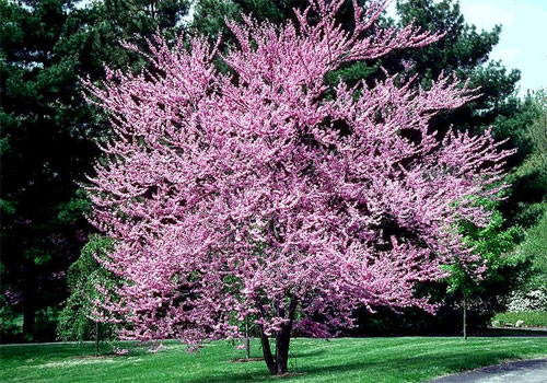 Add Beauty and Value To Your Home - Plant a Tree